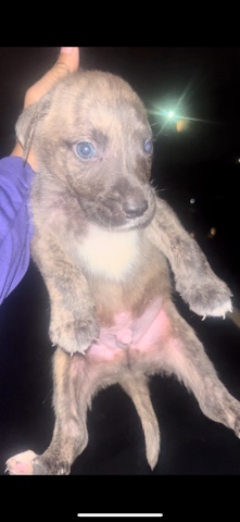 meet blue