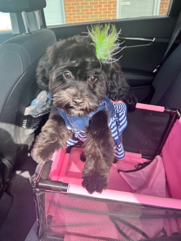 Shih Tzu – Shih-Poo Puppy