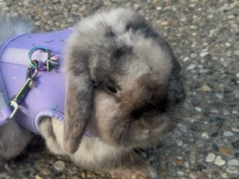 Holland Lop – Friendly Holland Lop Rabbit for Sale – 6 Years Old in Cambridge – Cambridge