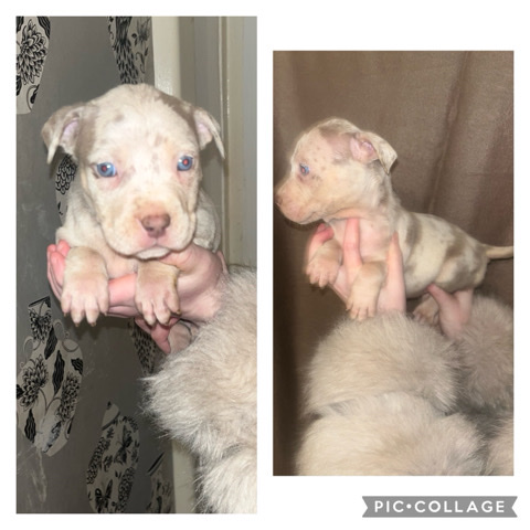 American Pit Bull Terrier – puppy’s  for sale