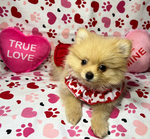 Pomeranian – Pomeranian Puppy