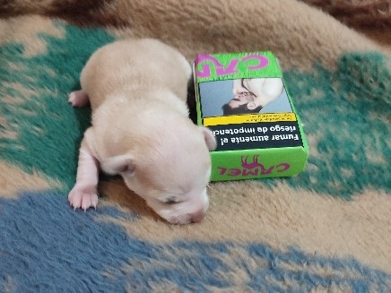 Chihuahua – vendo perros chihuahuas auntenicos