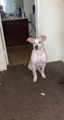 Bullmastiff – Female in need of a home ASAP