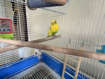 2 budgerigar 