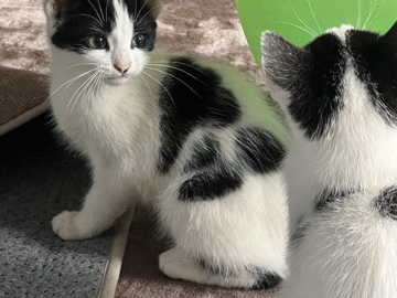 cat – Luton