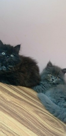 Cats for sale