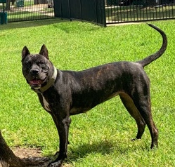 Perro de Presa Canario – Bandogge needs a home