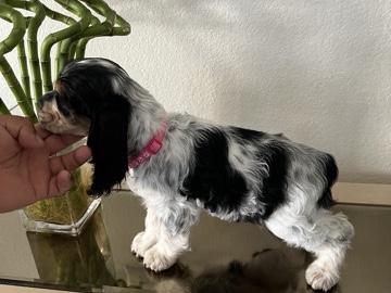 venta cocker spaniel 
