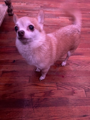 Chihuahua – Cute and well behaved chihuahua named coco
