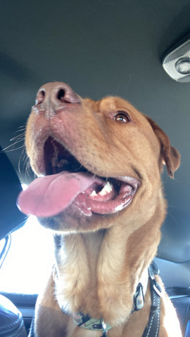 American Pit Bull Terrier – Lab Mix Looking for Active Good Home