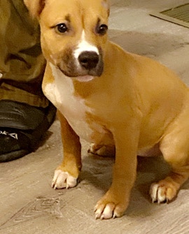 American Bulldog – New home for Nova