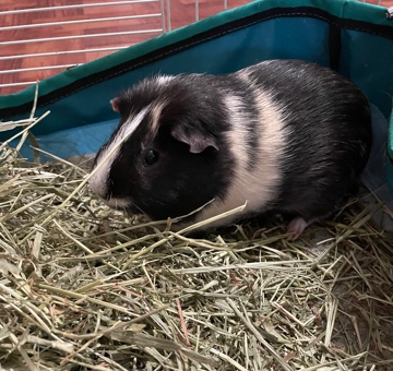 Guinea Pig