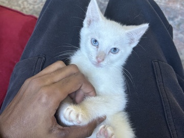 Olaf (8-10 weeks)