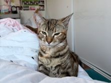American Shorthair – Sweet Young Cat Looking for a Loving Home – Camarillo