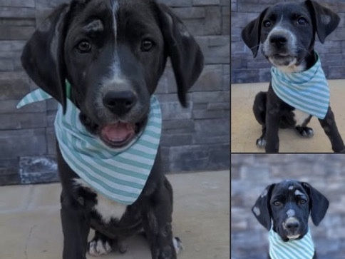 Labrador Retriever – FREE PUPPIES – Garfield