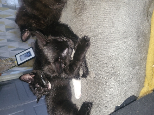 American Curl – kittens for sale