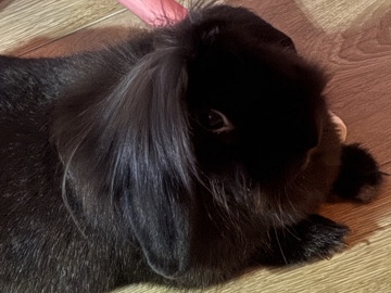 Holland Lop – free bunny in need of good home – House Springs