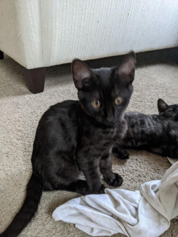 American Bobtail – kittens needing a home