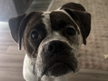 Bulldog – Pyper Rose / boxer & bul dog mix – Raytown