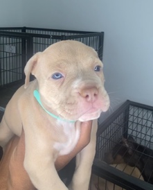 American Bulldog – ABKC registered American bully puppies