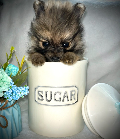 Pomeranian – Registered Pomeranian