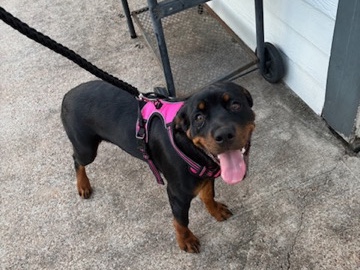 Rottweiler – 6-Month-Old Female Rottweiler – Loving Home Needed – Baytown