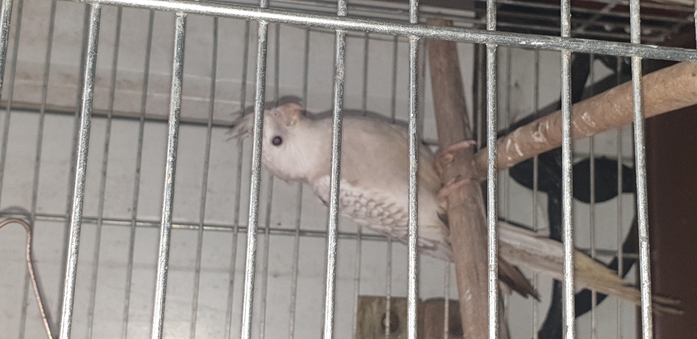 Cockatiel – baby cockatiel