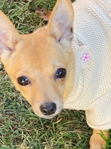 Chihuahua – sell