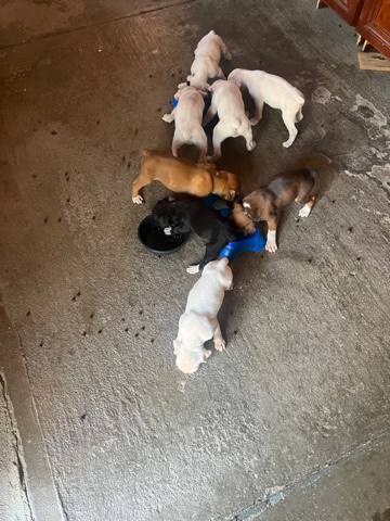 Boxer – boxer puppies