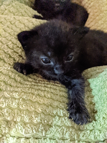 Impressive black boy