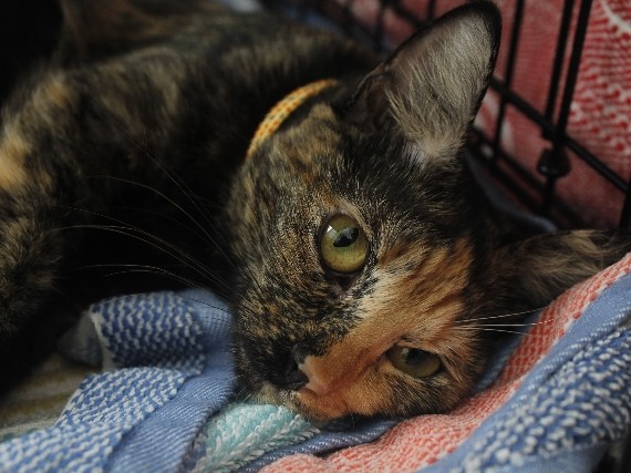 Tortoiseshell cat – Harker Heights