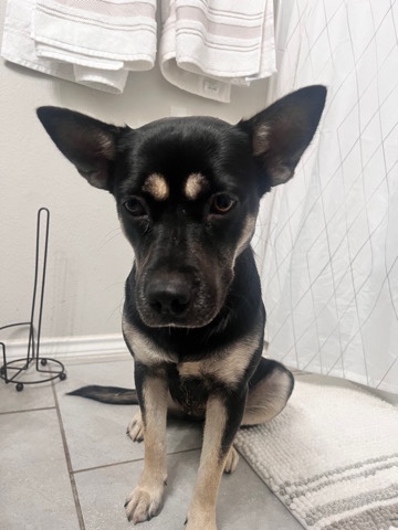 Rehoming sweet dog.