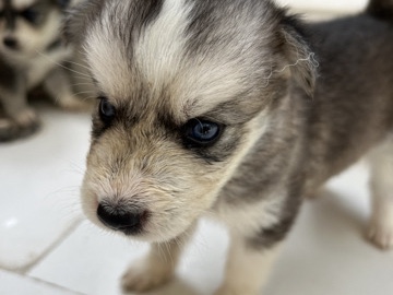 Siberian Husky – huskey – Gurugram