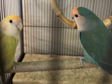 Lovebird – yellow lovebird rare – Hyattsville