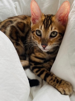 Bengal – Bengal Cat Tica Registered
