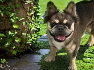 French Bulldog – Lola/ Full Fluffy Blue & Tan with testable choc – Charlotte