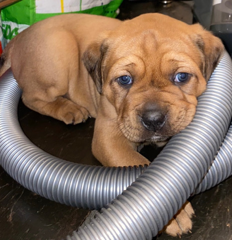 Rottweiler – Rottweiler x puppy’s for sale