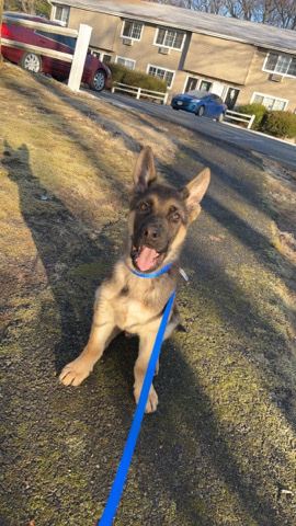 German Shepherd – Pure Bred German Shepherd Named Thor