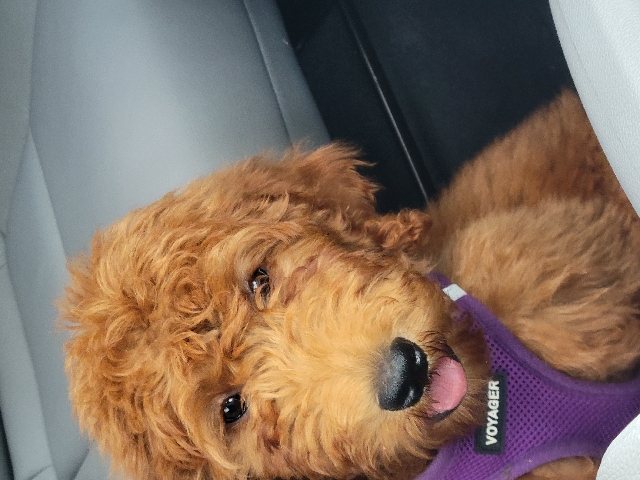 Poodle – Goldendoodle female