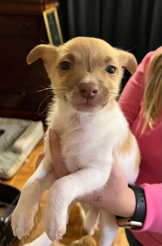 pups that need a good home
