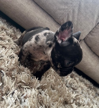 French Bulldog – french bulldog Puppies fluffy carriers AKC