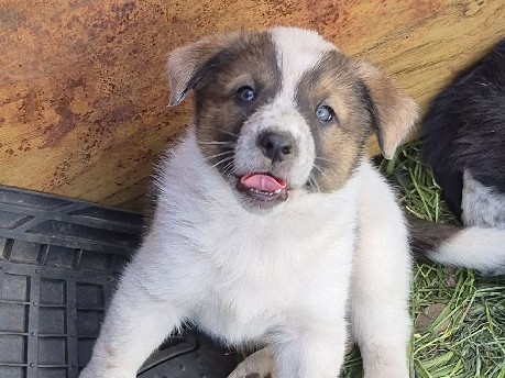 6 female Border Collies 7 weeks