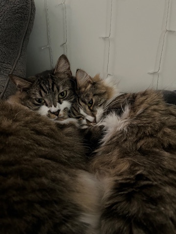 Maine Coon – Kittens