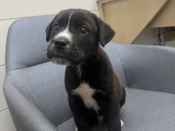 Labrador Retriever – Male Lab pit mix – Round Rock