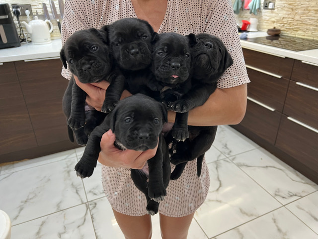 Cane Corso – cane corso puppies