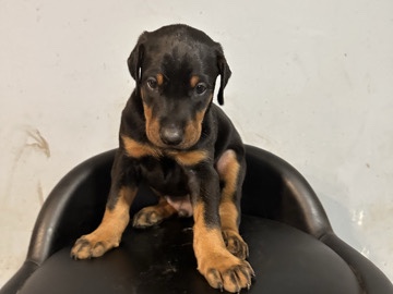 Doberman Pinscher – Doberman euro – Houston