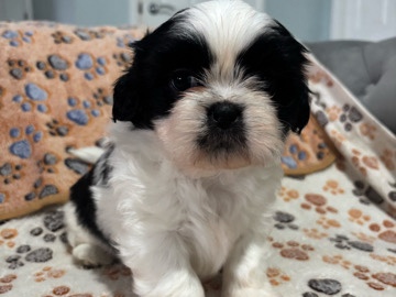 Shih tzu puppies
