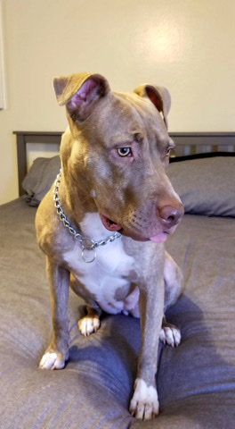 American Pit Bull Terrier – Sweet Dog