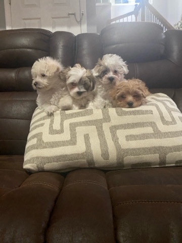 Yorkshire Terrier – mis peluches