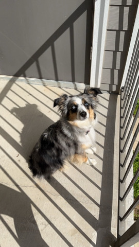 Miniature Australian Shepherd – Sweet female Aussie for adoption.